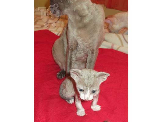 ΓΑΤΑΚΙΑ cornish rex ΠΡΩΤΗ ΕΙΣΑΓΩΓΗ ΕΛΛΑΔΑ